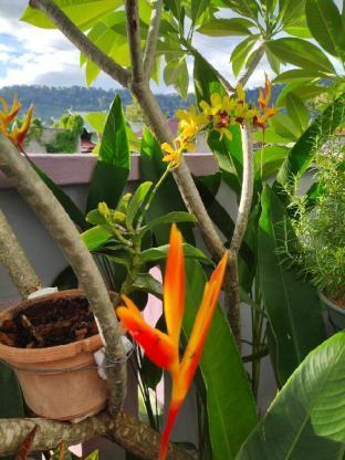 Ocean Lodge Langkawi Ngoại thất bức ảnh